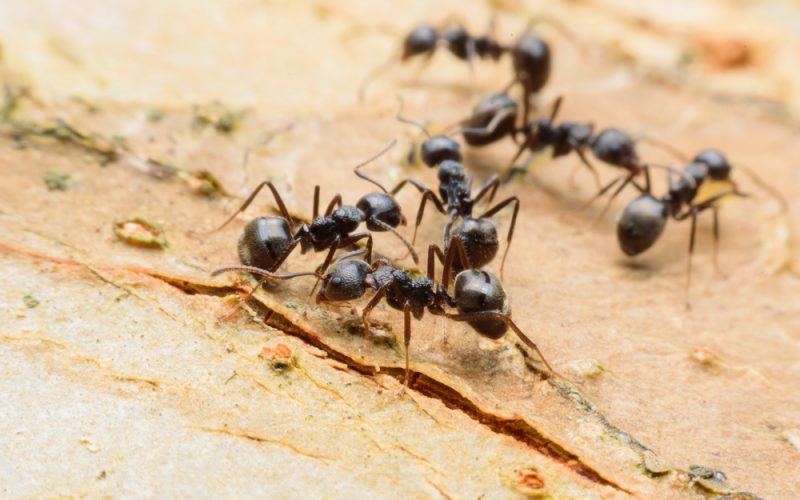 Do You Have Ants in Your Roof?