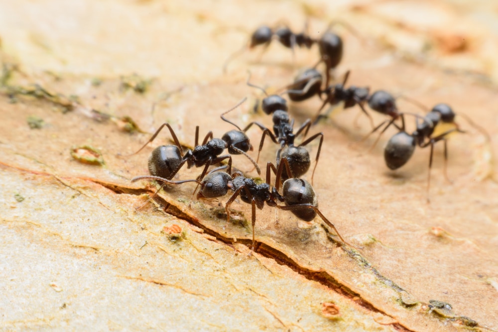 Ants in a Roof